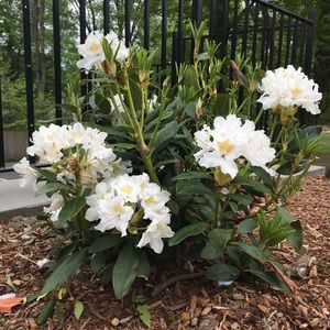 Meet your Posher, Oyku